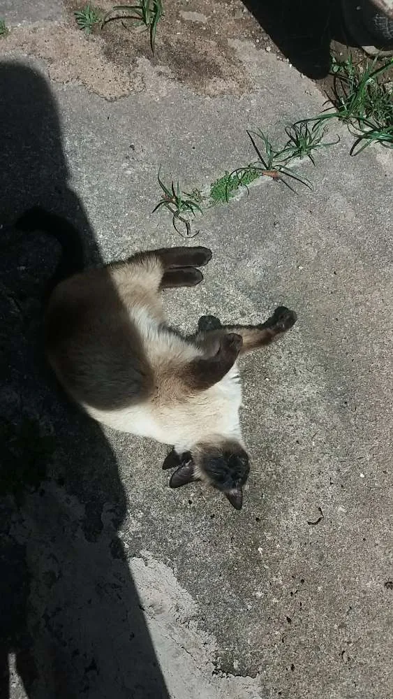 Gato ra a Siamês  idade 6 ou mais anos nome Nina