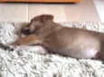 Buddy