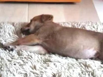 Cachorro ra a Vira Lata idade 2 a 6 meses nome Buddy