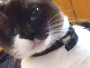 Gato raça Vira lata idade 3 anos nome Bella