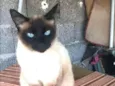 Nina