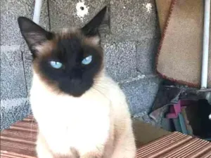 Gato raça Siamês  idade 6 ou mais anos nome Nina