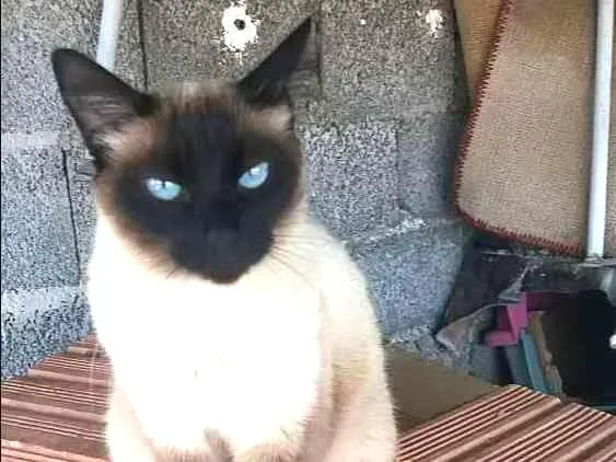Gato ra a Siamês  idade 6 ou mais anos nome Nina