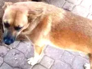 Cachorro raça SRD idade 1 ano nome Menininha