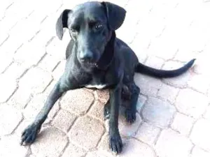 Cachorro raça SRD idade 2 anos nome Neguinho