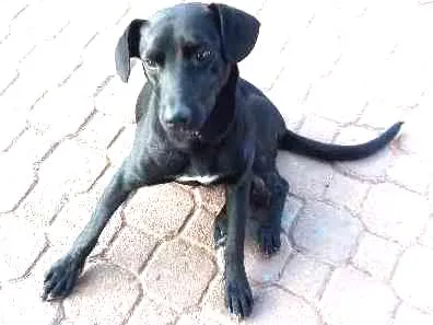 Cachorro ra a SRD idade 2 anos nome Neguinho