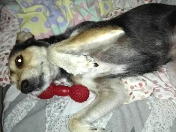 Cachorro ra a vira-lata idade 4 anos nome Loli