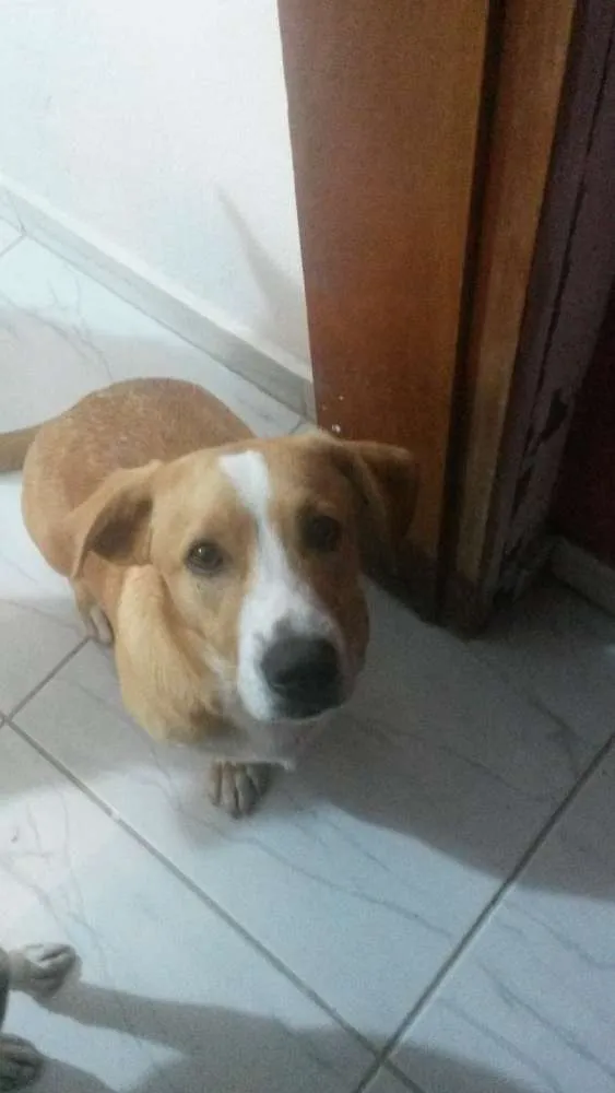 Cachorro ra a Vira lata  idade  nome Gordinho