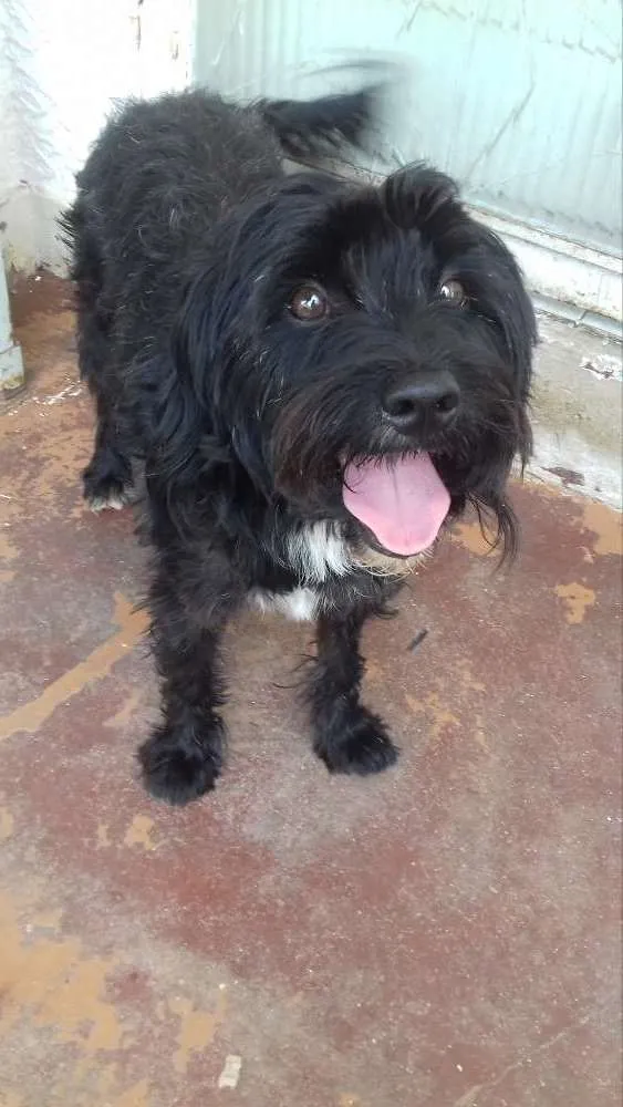 Cachorro ra a poodle com lhasa e vira lata idade 5 anos nome Neymar e Muller