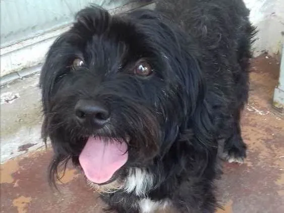 Cachorro ra a poodle com lhasa e vira lata idade 5 anos nome Neymar e Muller