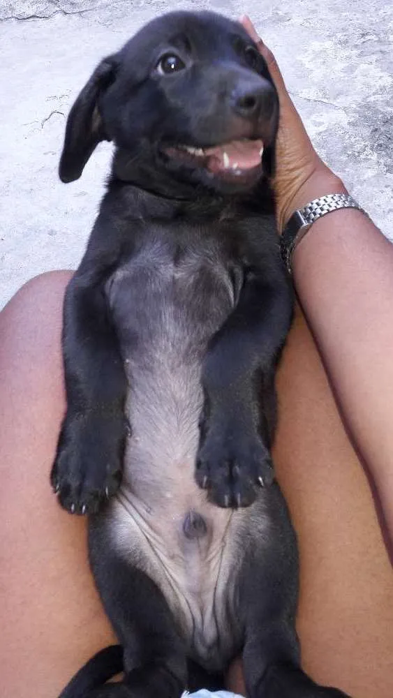 Cachorro ra a SRD idade 2 a 6 meses nome Filhotes
