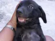 Filhotes