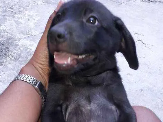 Cachorro ra a SRD idade 2 a 6 meses nome Filhotes