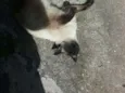Nina