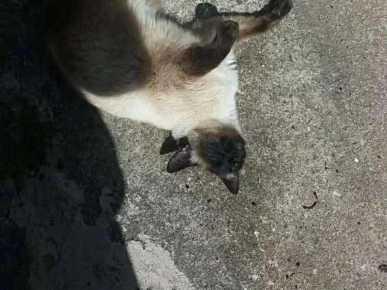 Gato ra a Siamês  idade 6 ou mais anos nome Nina