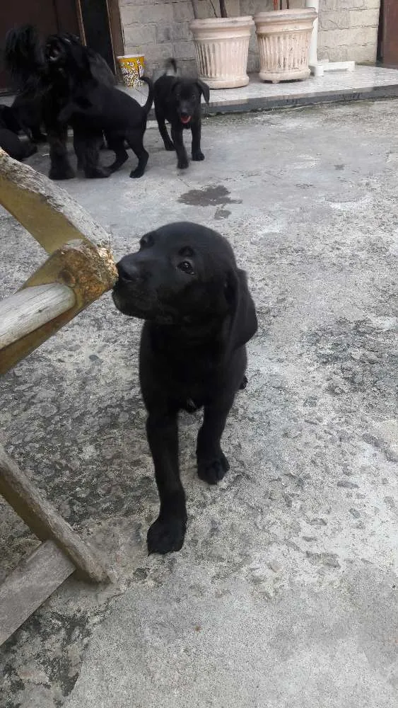 Cachorro ra a SRD idade 2 a 6 meses nome Filhotes