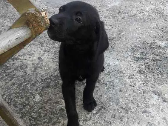 Cachorro ra a SRD idade 2 a 6 meses nome Filhotes