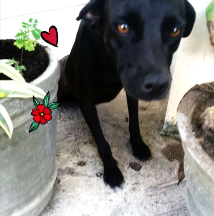 Cachorro ra a SRD idade 1 ano nome Preta