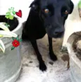 Preta