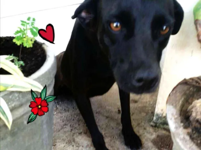 Cachorro ra a SRD idade 1 ano nome Preta