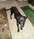 Preta
