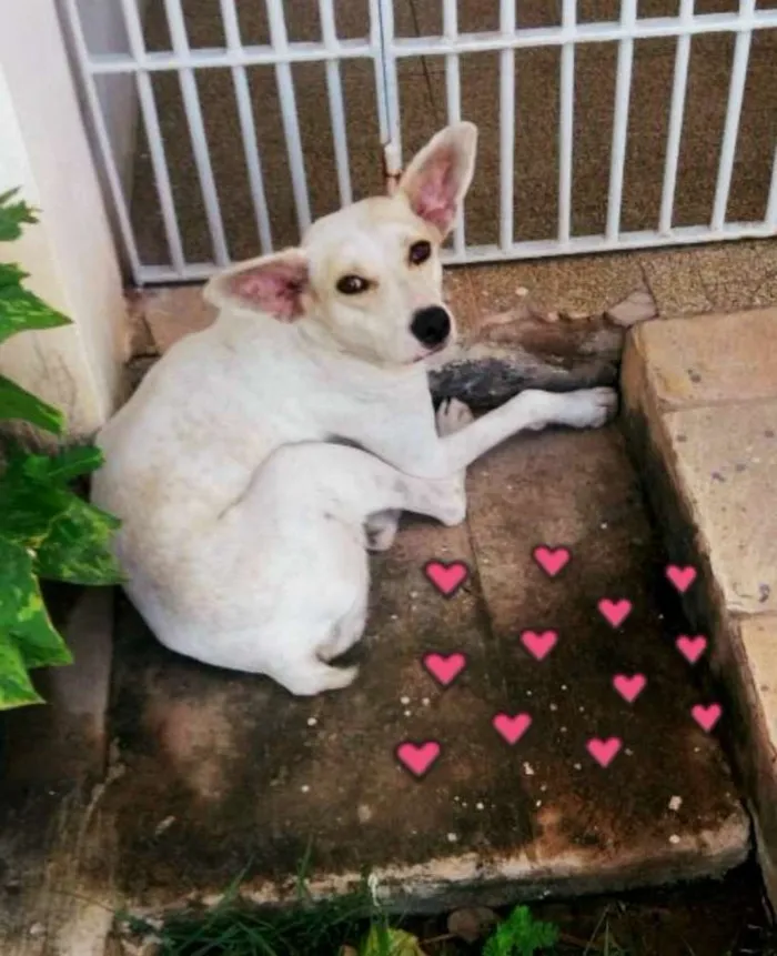 Cachorro ra a SRD idade 1 ano nome Branca