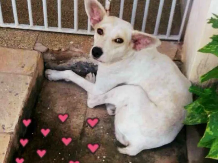 Cachorro ra a SRD idade 1 ano nome Branca