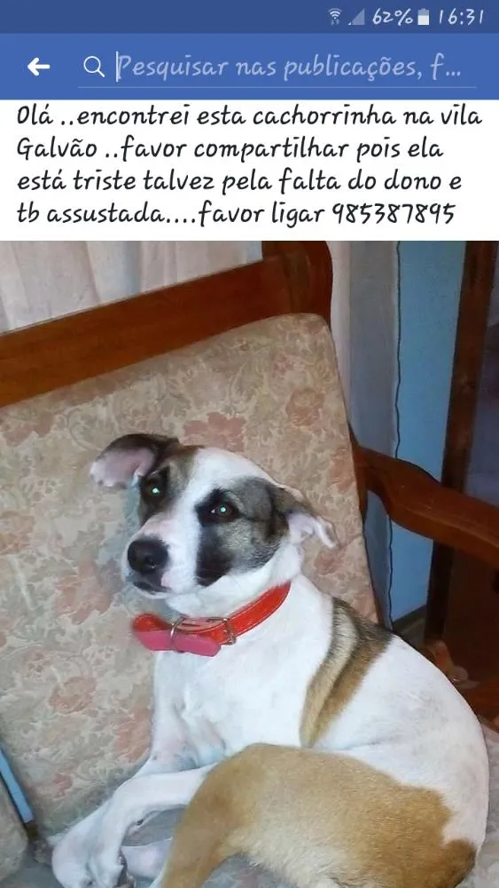 Cachorro ra a vira lata idade 1 ano nome estamos chamando meg