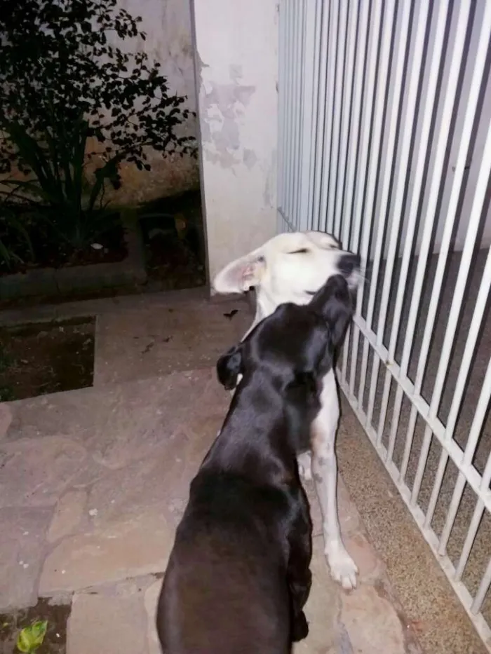 Cachorro ra a SRD idade 1 ano nome Branca
