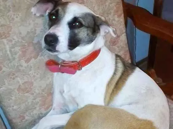 Cachorro ra a vira lata idade 1 ano nome estamos chamando meg