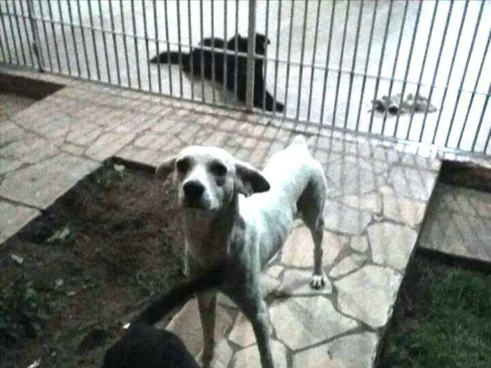 Cachorro ra a SRD idade 1 ano nome Branca