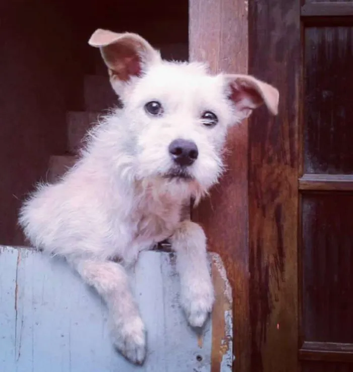 Cachorro ra a Sem raça definida idade 2 anos nome iG