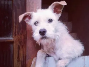 Cachorro raça Sem raça definida idade 2 anos nome iG