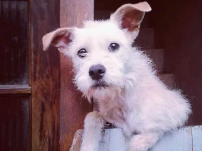 Cachorro ra a Sem raça definida idade 2 anos nome iG