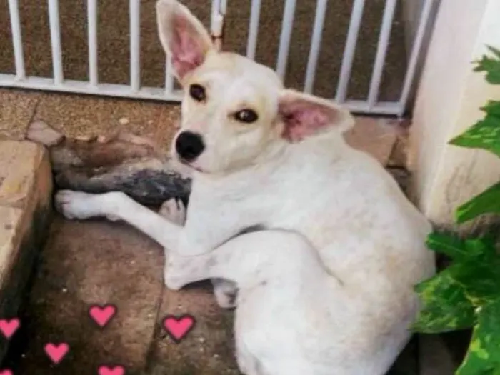 Cachorro ra a SRD idade 1 ano nome Branca
