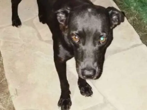 Cachorro ra a SRD idade 1 ano nome Preta