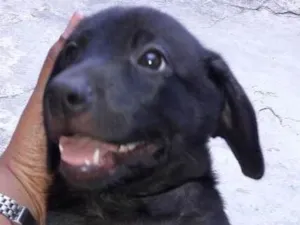 Cachorro raça SRD idade 2 a 6 meses nome Filhotes