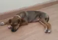 Didi