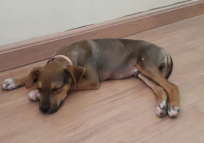 Cachorro ra a SRD idade 2 a 6 meses nome Didi