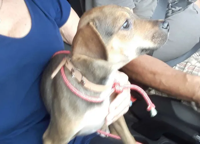 Cachorro ra a SRD idade 2 a 6 meses nome Didi