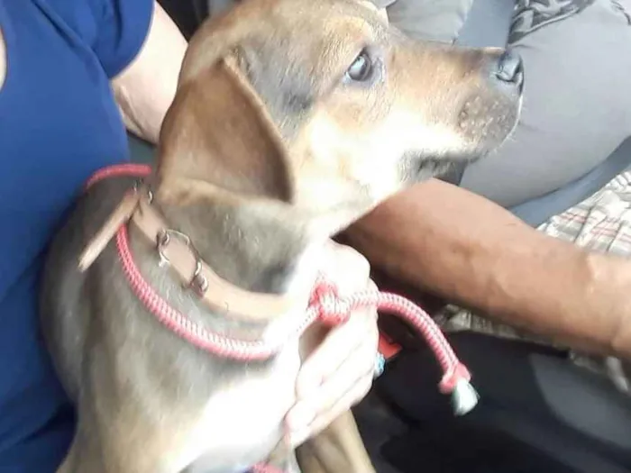 Cachorro ra a SRD idade 2 a 6 meses nome Didi