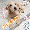 Costelinha