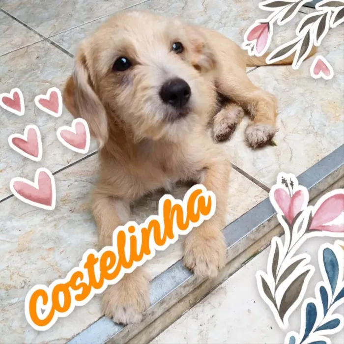 Cachorro ra a RND idade 2 a 6 meses nome Costelinha