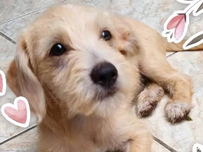 Cachorro ra a RND idade 2 a 6 meses nome Costelinha