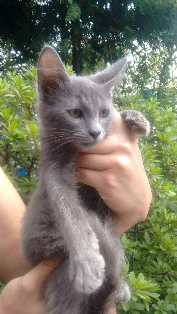 Gato ra a Raça não definida idade 3 anos nome Kiara mae
