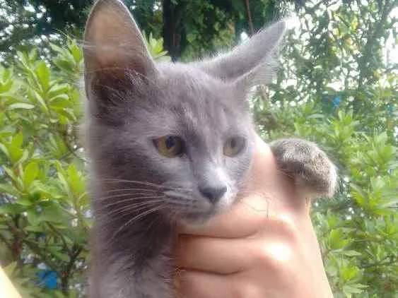 Gato ra a Raça não definida idade 3 anos nome Kiara mae