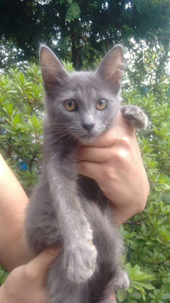 Gato ra a Raça não definida idade 3 anos nome Kiara mae