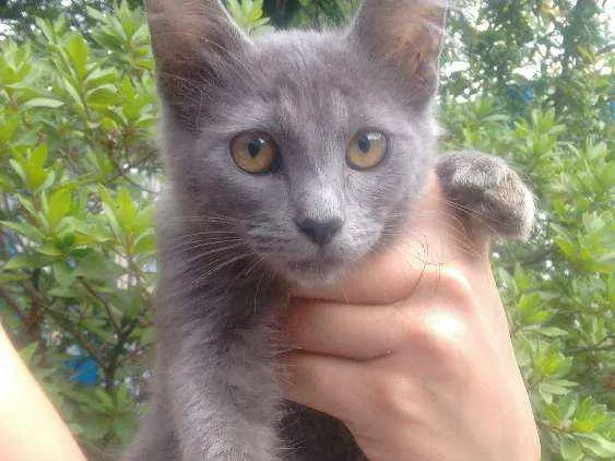 Gato ra a Raça não definida idade 3 anos nome Kiara mae