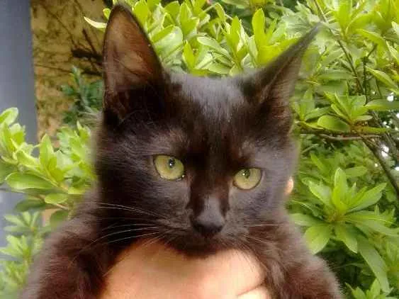 Gato ra a Raça não definida idade 3 anos nome Kiara mae