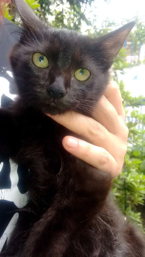 Gato ra a Raça não definida idade 3 anos nome Kiara mae